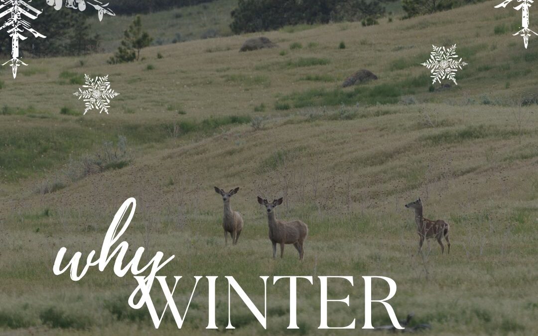 Why Winter is the Best Time to Walk Your Future Homesite